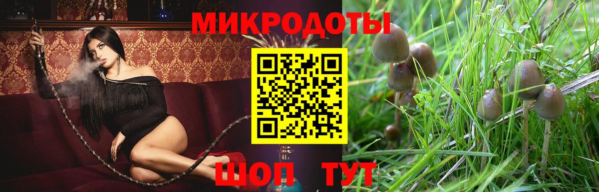 Галлюциногенные грибы Psilocybe Россия